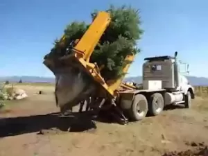 hydraulic tree shifter 